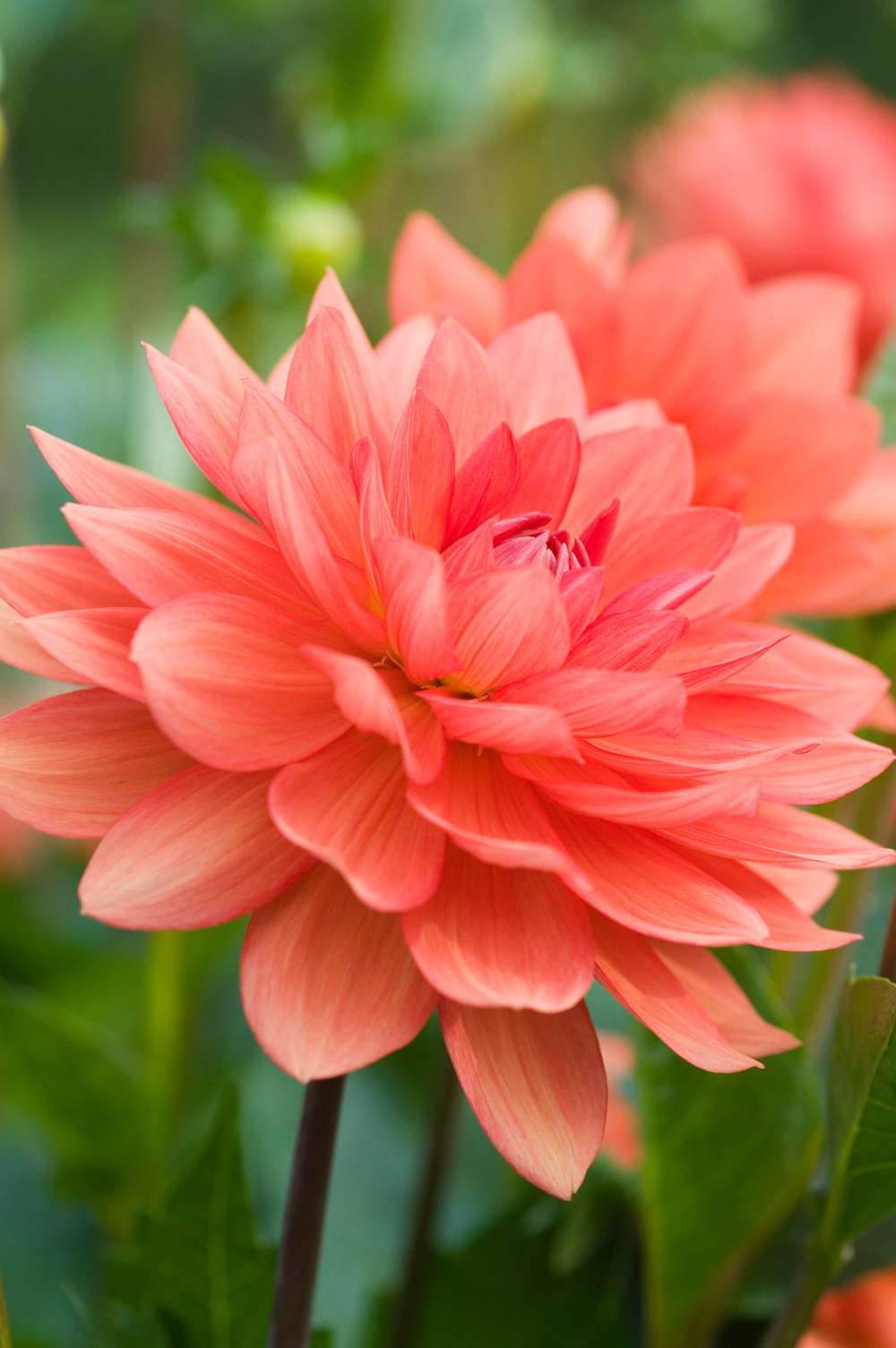 Dahlia 'Sheps Memory'